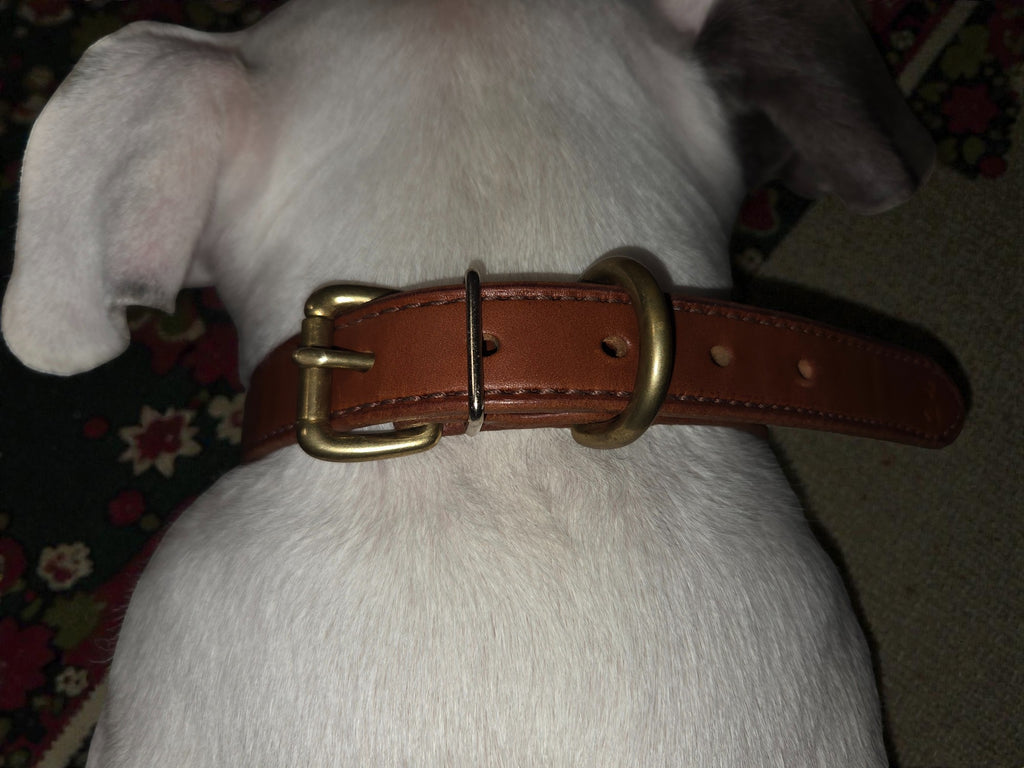 The Heritage Standard | Handcrafted Full-Grain Leather Collar