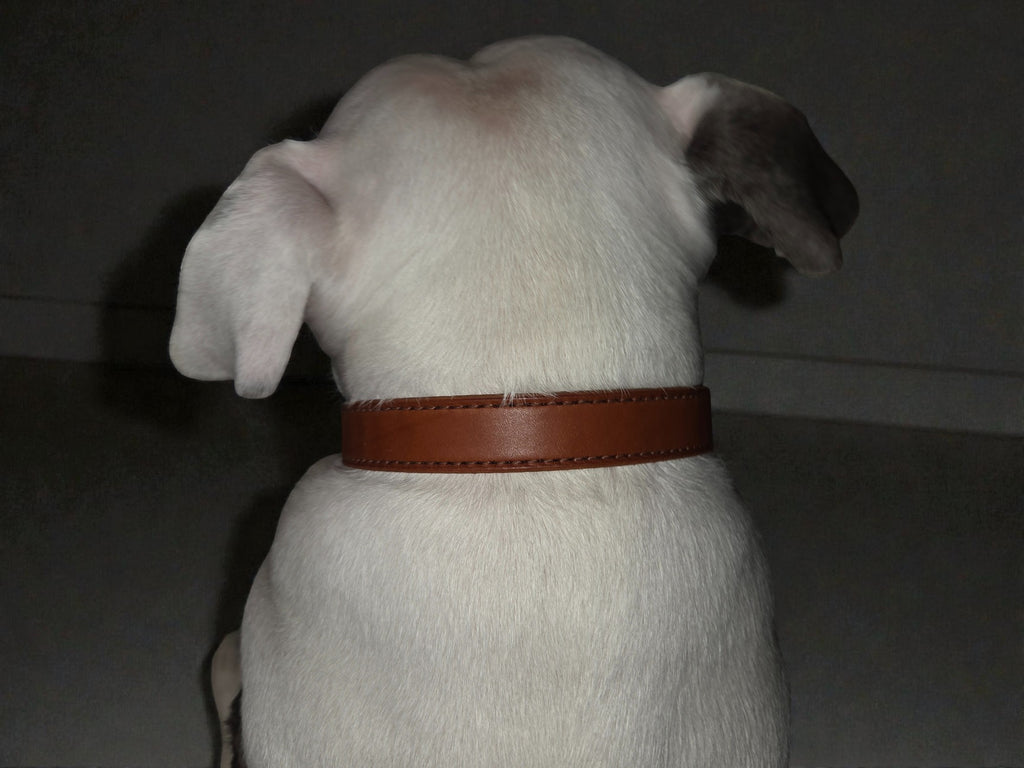 The Heritage Standard | Handcrafted Full-Grain Leather Collar