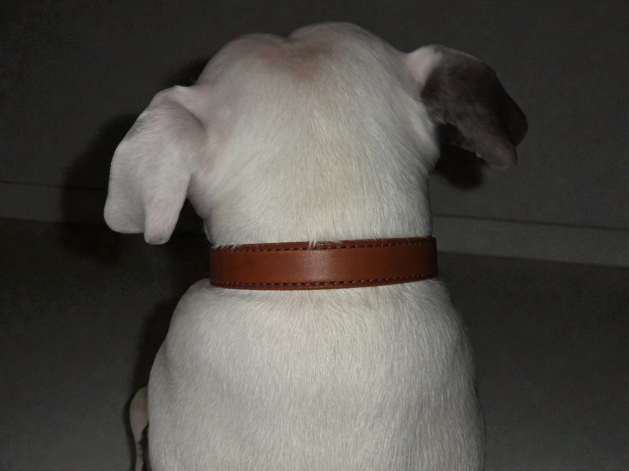 The Heritage Standard | Handcrafted Full-Grain Leather Collar