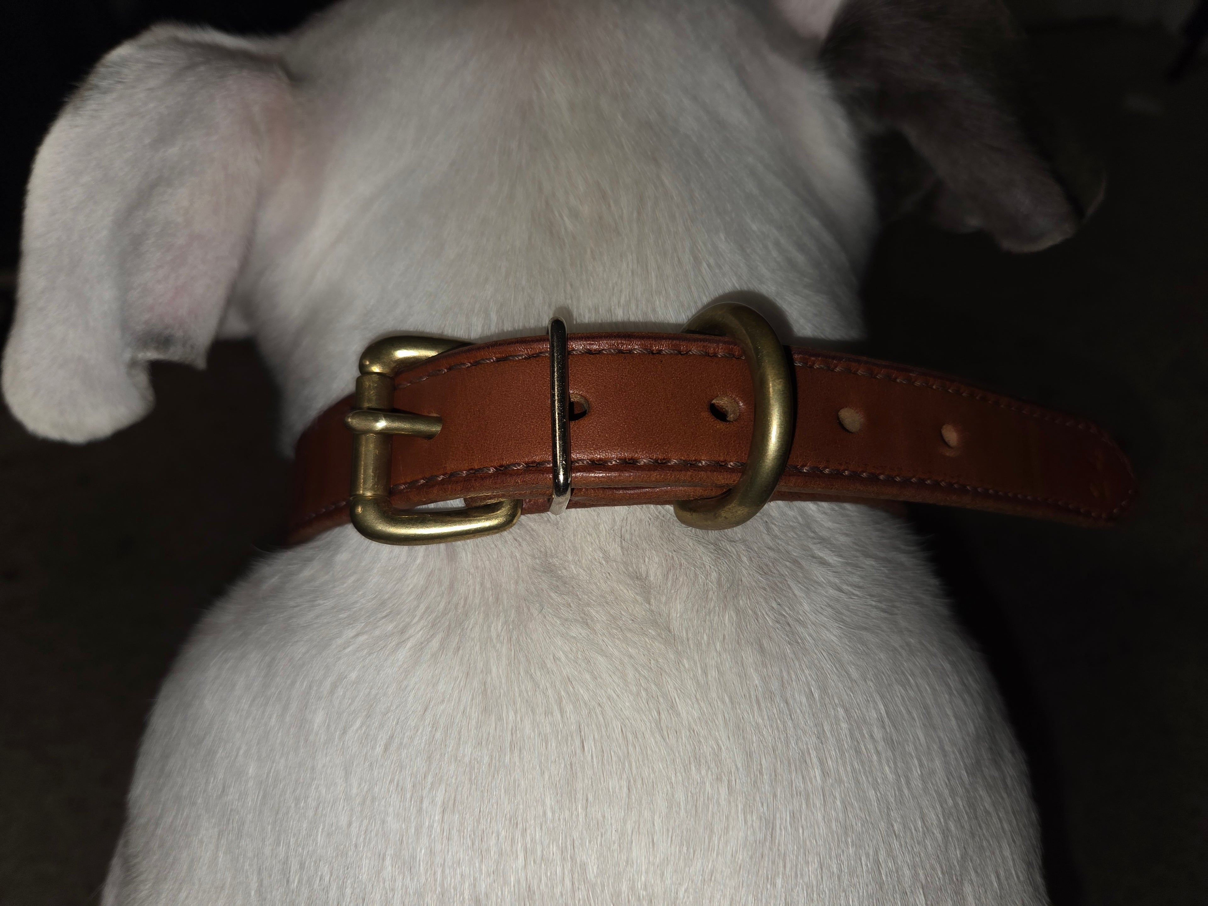 The Heritage Standard | Handcrafted Full-Grain Leather Collar